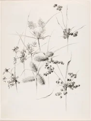 無題（スゲ草）