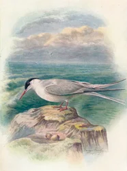 北極アジサシ-Sterna macrura、c1910、1910