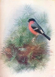 Bullfinch-Pyrrhua europaea、c1910、1910