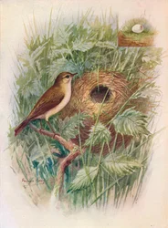 Chiff-Chaff-Phylloscopus rufus、c1910、1910