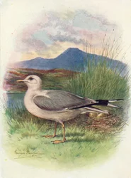 一般的なカモメ-ラルス、c1910、1910