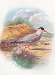 一般的なアジサシ-Sterna fluviatilis、c1910、1910