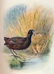 Coot-Fulica atra、c1910、1910