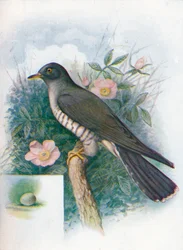 カッコウ-Cuculus canorus、c1910、1910