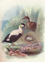 アイダーダック-Somateria mollissima、c1910、1910