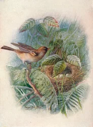 Garden-Warbler-Sylvia hortensis、c1910、1910