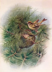 Goldcrest-Regulus cristatus、c1910、1910