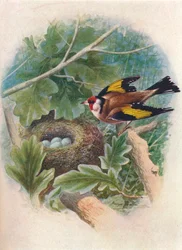 ゴールドフィンチ-Carduelis elegans、c1910、1910