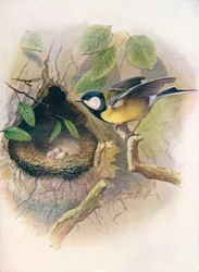 シジュウカラ-ヤマガラメジャー、c1910、1910