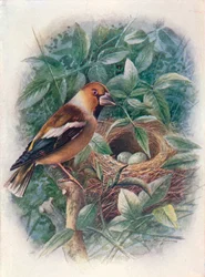ホーフィンチ-Coccothraustes vulgaris、c1910、1910