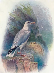 ニシンのカモメ-Larus argentatus、c1910、1910