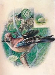 Jay- Garrulus glandarius、c1910、1910