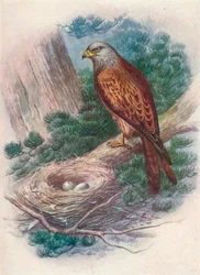 カイト-Milvus ictinus、c1910、1910