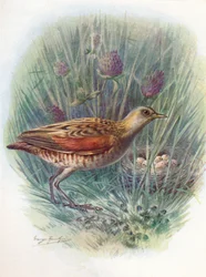 LandrailまたはCorncrake-Crex pratensis、c1910、1910