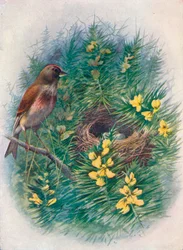 リネット-リノタカンナビナ、c1910、1910