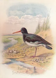 オイスターキャッチャー-Haematopus ostralegus、c1910、1910