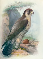 ハヤブサ-Falco peregrinus、c1910、1910