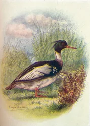 Red-Breasted Merganser-Mergus serrator、c1910、1910