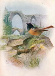 シロビタイジョウビタキ - Ruticilla phoenicurus、1910年頃、1910年