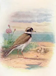 環状千鳥-Aegialitis hiaticola、c1910、1910
