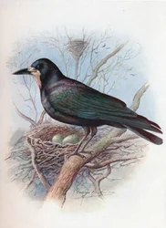ルーク-カラス属frugilegus、c1910、1910