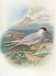 サンドイッチアジサシ-Sterna cantiaca、c1910、1910