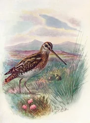 タシギ - Gallinago coelestis、1910年頃、1910年
