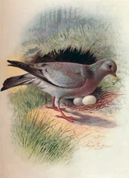 Stock-Dove-Columba oenas、c1910、1910