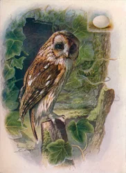 モリフクロウまたはブラウンフクロウ-Syrnium aluco、c1910、1910