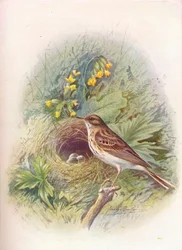 ツリーピピット-アンサストリビアリス、c1910、1910