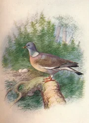 ウッドピジョンまたはリングダブ-Columba palumbus、c1910、1910