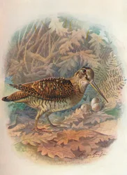 ヤマシギ - Scolopax rusticula、1910年頃、1910年