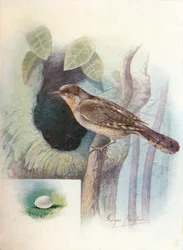 ライネック-Iynxトルキーヤ、c1910、1910