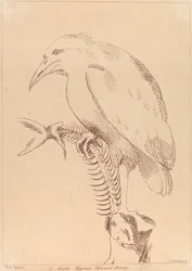 無題: 魚の骨格を持つ鳥