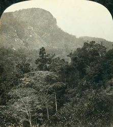 バロン川渓谷の熱帯植物、ケアンズ、クイーンズランド州、オーストラリア、c1909。