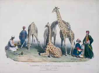 動物園、リージェンツ パーク、メリルボーン、ロンドン、1836 年
