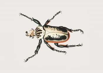 ゴリアテカブトムシ