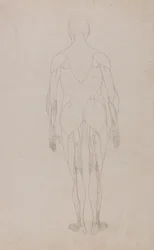 人体の構造と虎および家禽の構造の比較解剖学的説明：人体後面図（表XIIのためのさらなる研究）