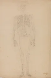 人体の構造と虎および家禽の構造の比較解剖学的解説：人体骨格 前面図