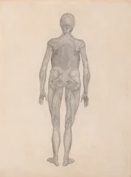 人体の構造と虎および家禽の構造の比較解剖学的説明：  人体後面図（未刊行版完成習作）