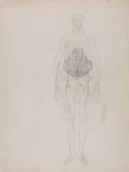 人体の構造と虎および家禽の構造の比較解剖学的説明：人体前面図（大略）