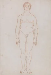 人体の構造と虎および家禽の構造の比較解剖学的説明：人体前面図（表VI用概要図）