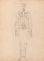 人体の構造と虎および家禽の構造の比較解剖学的解説：人体骨格 前面図