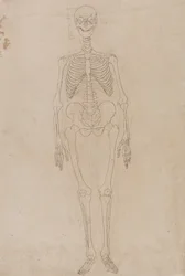 人体の構造と虎および家禽の構造の比較解剖学的解説：人間の骨格、前面図