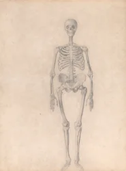 人体の構造と虎および家禽との比較解剖学的説明：ヒトの骨格、前面図（表I用完成習作）