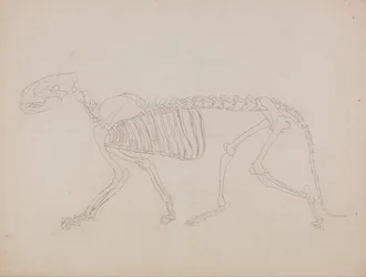 人体の構造と虎および家禽の構造の比較解剖学的解説：虎の骨格、側面図