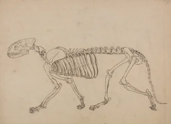 人体の構造と虎および家禽の構造の比較解剖学的説明：虎の骨格、側面図（表IVのキー・フィギュアのための研究）