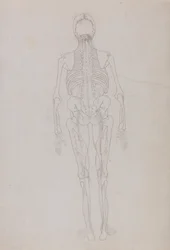 人体の構造と虎および家禽の構造の比較解剖学的解説：人体像・後面図（解剖の最終段階を示す重要図形の概要図）