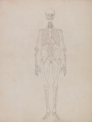 人体の構造と虎および家禽の構造の比較解剖学的解説：  人体前面図（概要図）