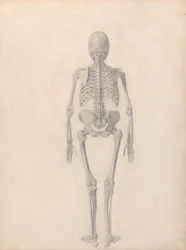 人体の構造と虎および家禽の構造の比較解剖学的説明：ヒトの骨格、後面（表IIのための完成研究）